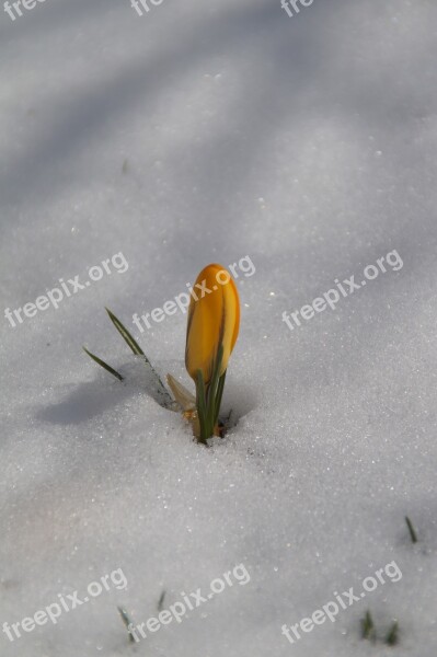 Nature A Flower Plant Season