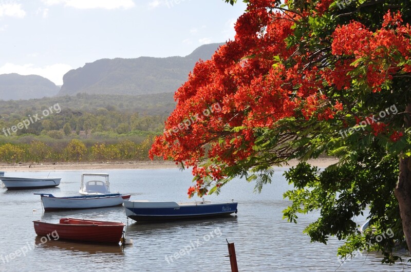 Nature Body Of Water Tree Boats Flamboyant