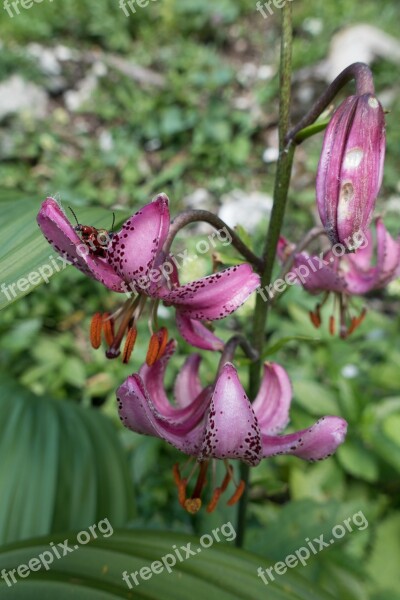 Nature Plant Flower Leaf Martagon Lily