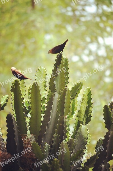 Cactus Nature Flora Succulent Spine