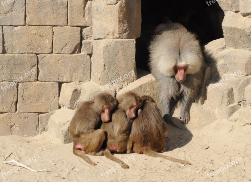 Mammal Animal Baboon Zoo Free Photos