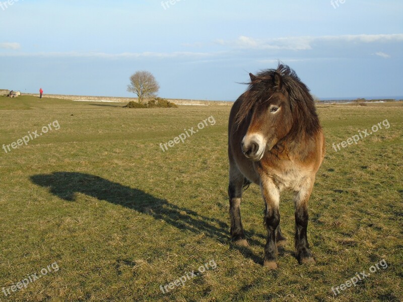 Farm Grass Hayfield Field Mammal