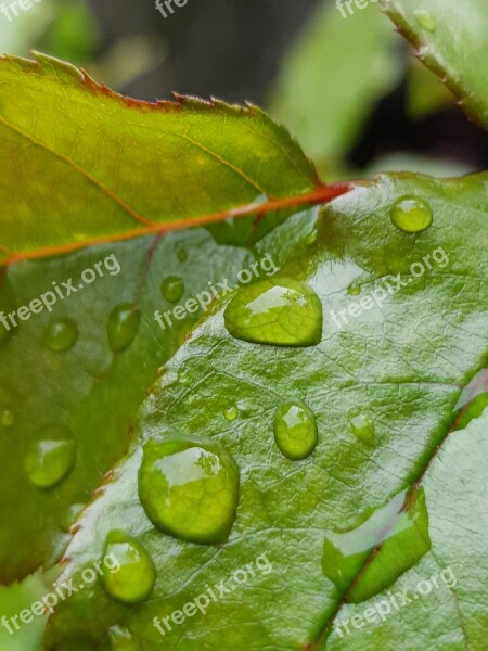 Leaf Plant Pearl Rain Free Photos