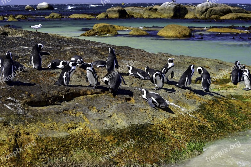 African Penguin Boulders Beach Nature Water Wildlife