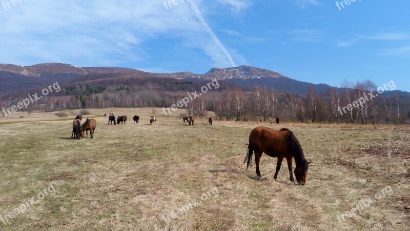 Nature Animals Lawn Poloniny Bieszczady