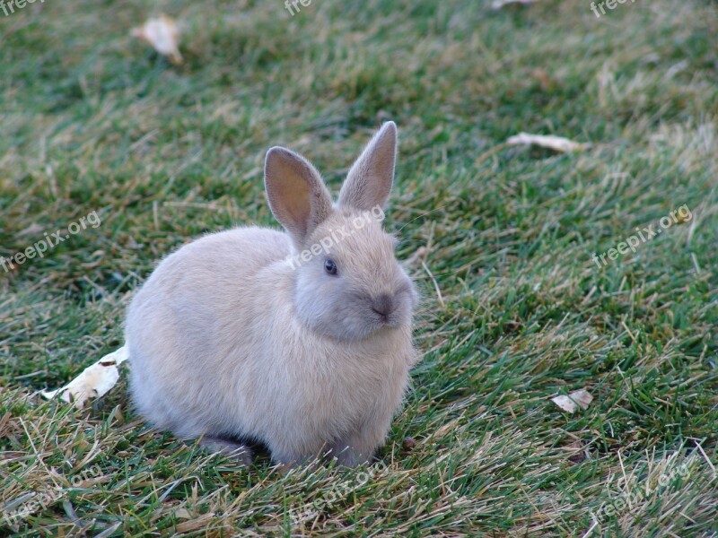 Rabbit Grass Cute Animal Bunny