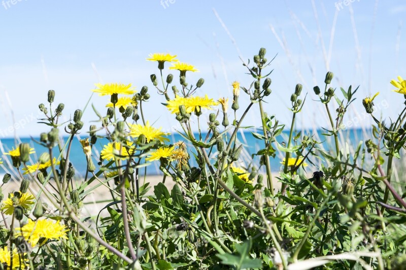 Plant Nature Flower Field Summer