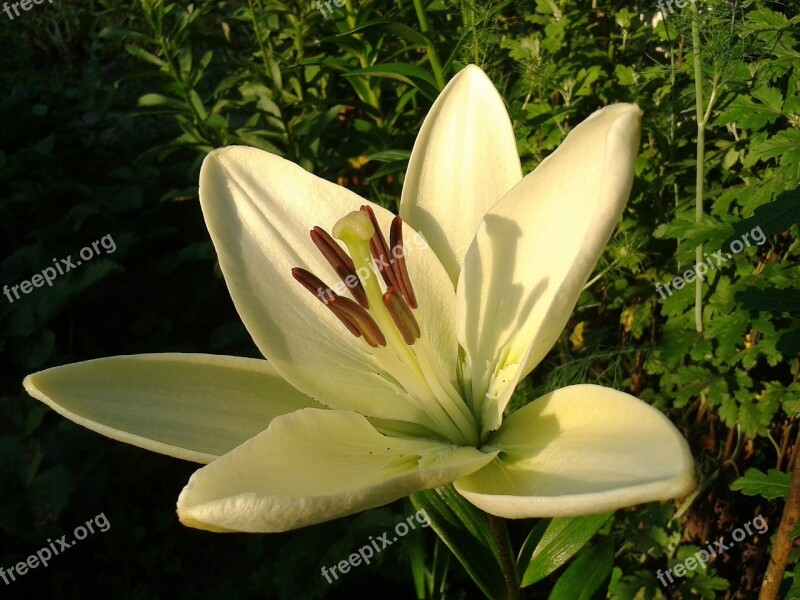 Lily Flower Yellow Lily Spruce Beautiful