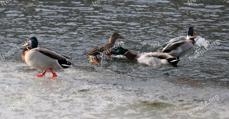 Ducks Fight Futterneid Bird Lake