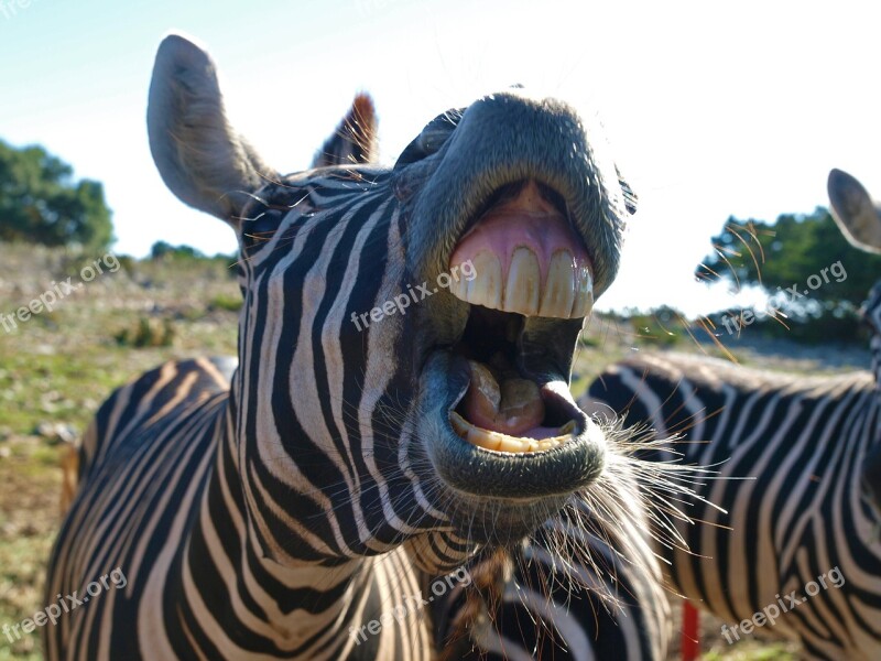 Nature Animal Wildlife Wild Zebra