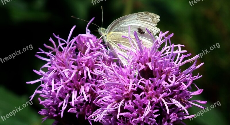 Nature Flower Summer Plant Garden