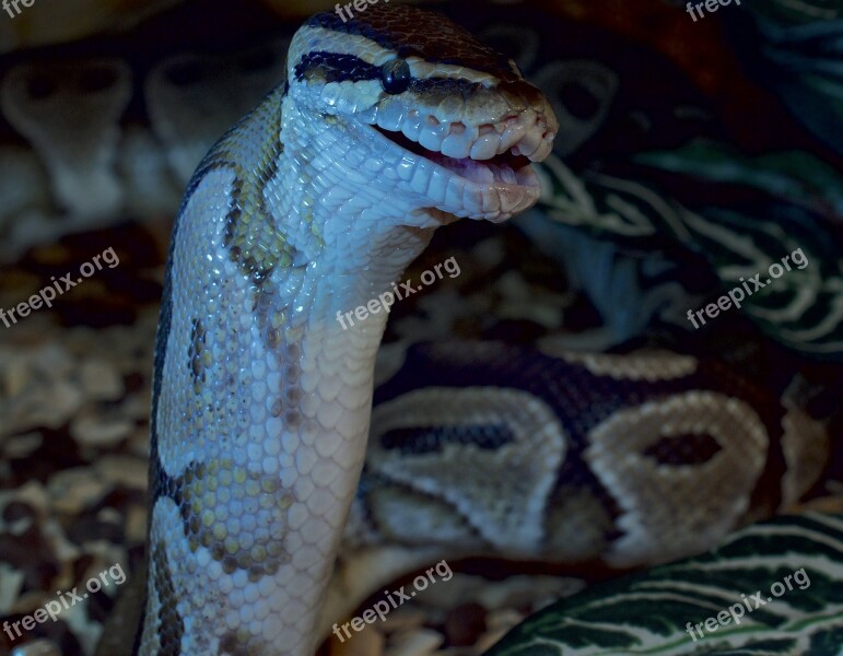 Snakehead Pangolin Close Up Dangerous Animal World