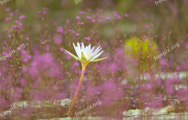 Nature Flower Outdoors Lentibulariaceae Lotus