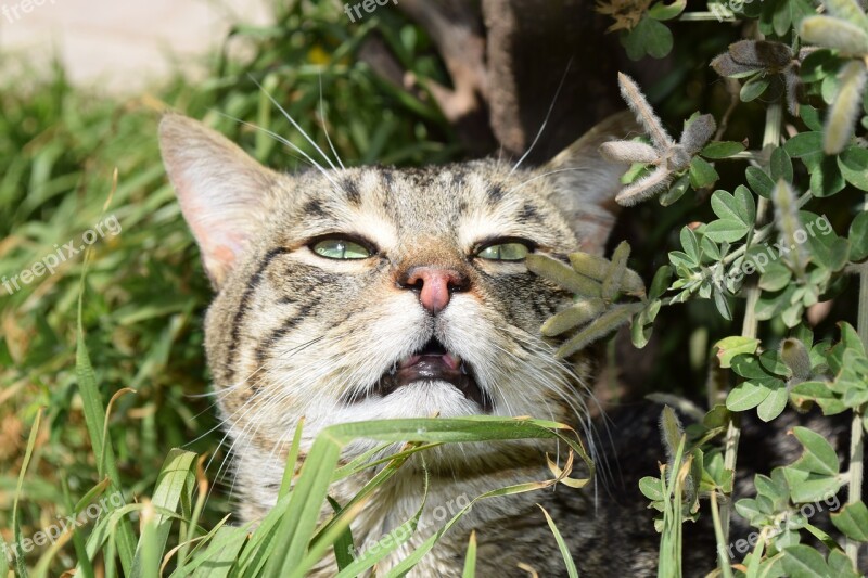 Kitten Cat Smelling Sniffing Snif