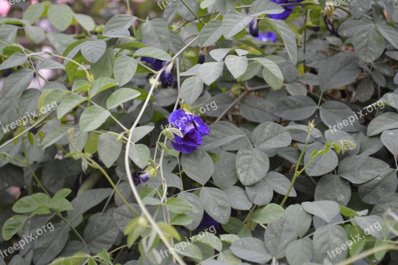 Butterfly Pea Flower Cats Purple Nature