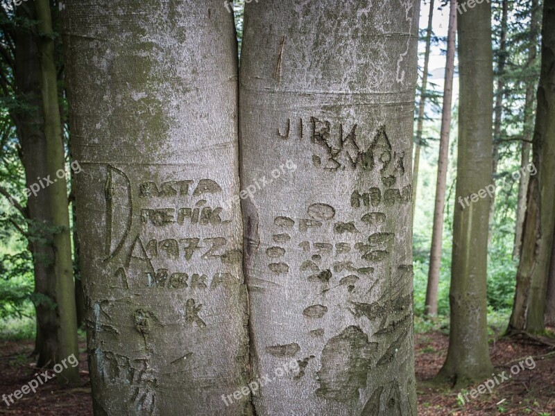 Forest Tribes Trunk Bark Tree Bark