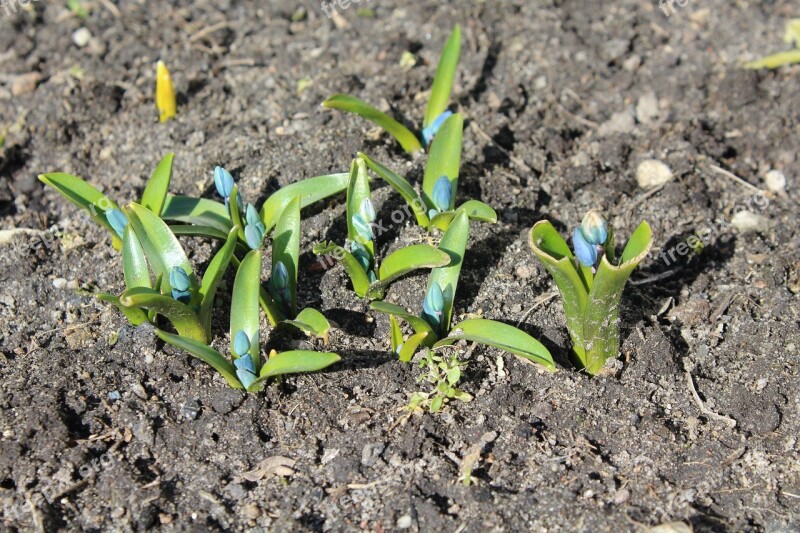 Spring Flowers March Spring Awakening Soil Spherical