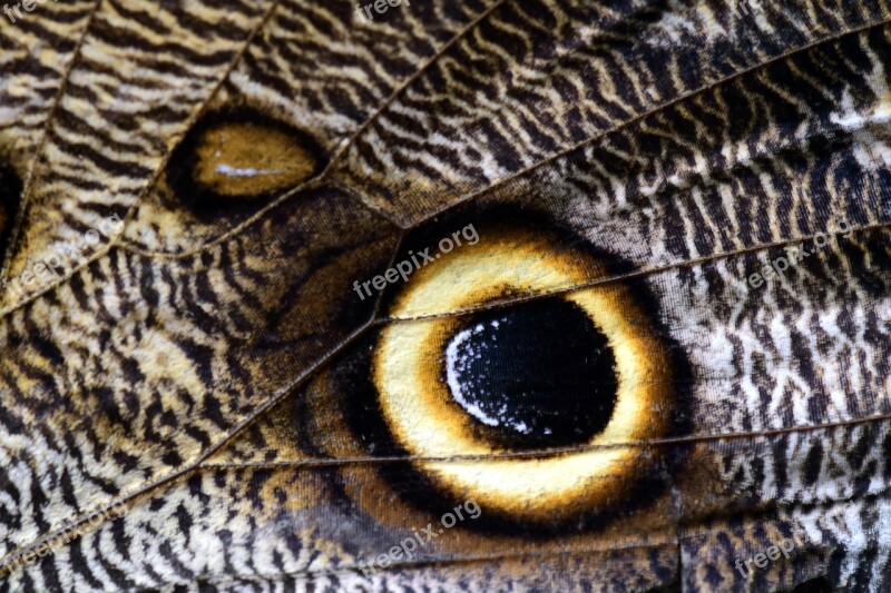 Butterfly Wing Owl Butterfly Close Up Macro