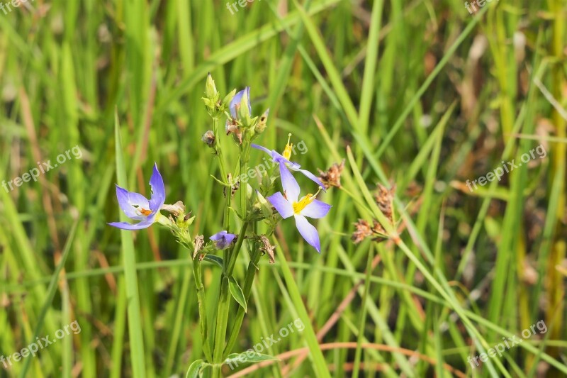 Nature Flora Grass Summer Flower