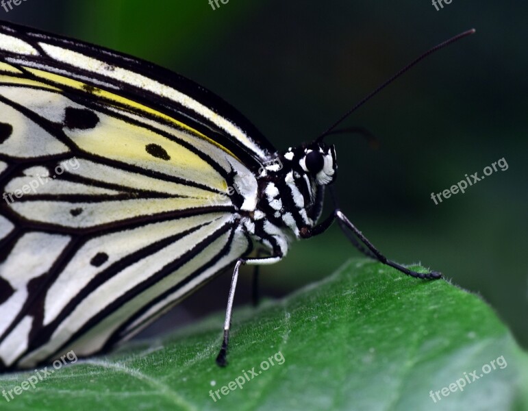 White Baumnymphe Idea Leukonoe Butterfly White White Black