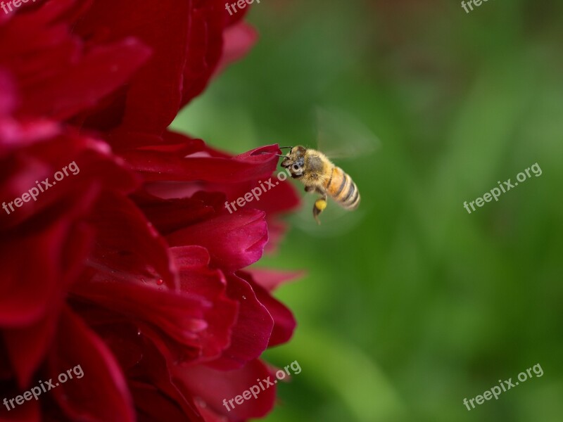 Nature Flower Outdoors Flora Insect