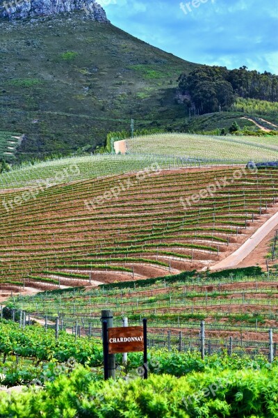 Delaire Vineyard Agriculture Vine Winemaking Farm