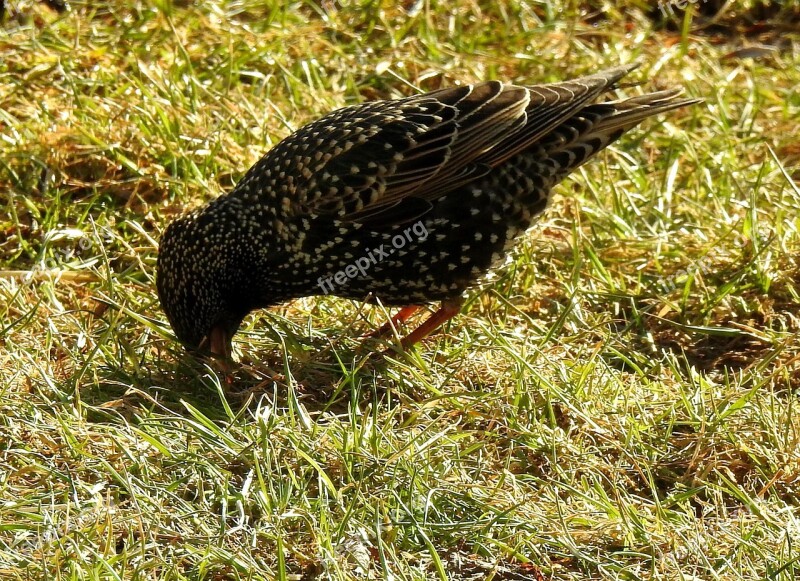 Star Bird Bird Seed Nature Animal World