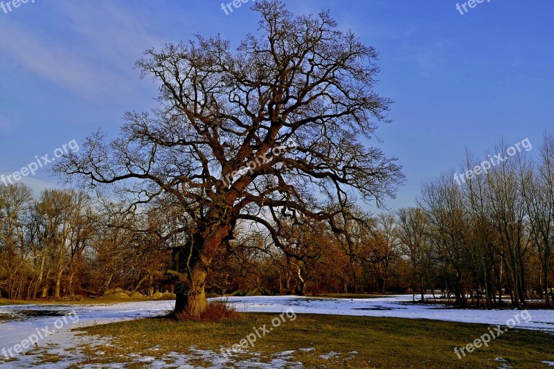 Tree Nature Country The Sky Old