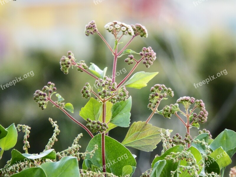 San Andrés Y Sauces Llano Clara La Palma Wild Plant Wildflower