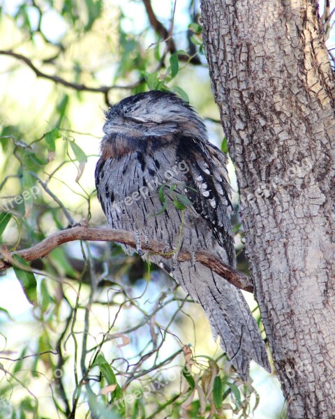 Tawny Frogmouth Sleeping Nocturnal Bird Camouflage