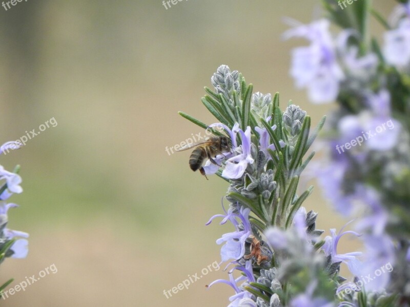 Flower Plant Nature Summer Outdoors