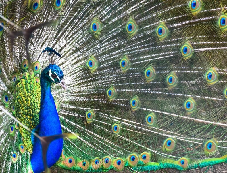 Peacock Feather Bird Peafowl Dancing