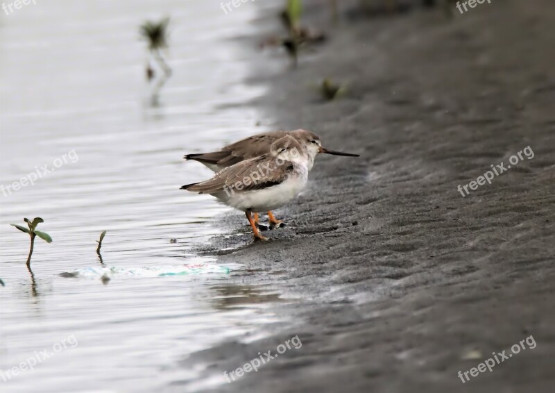 Bird Water Wildlife Lake Nature