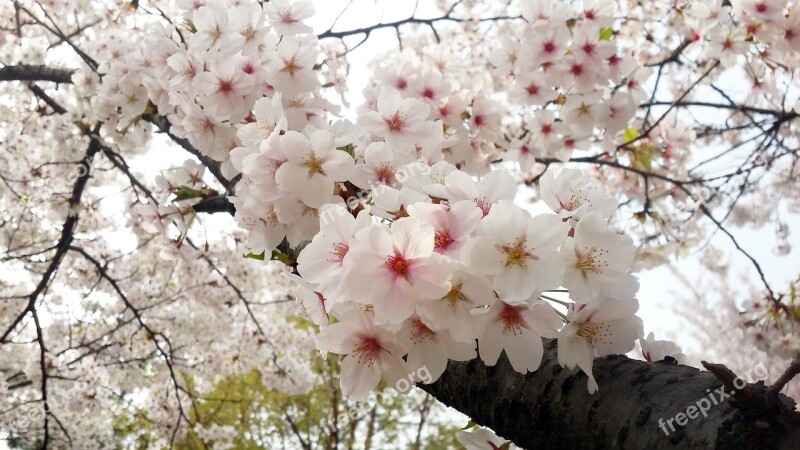 Flowers Cherry Tree Quarter Wood Free Photos