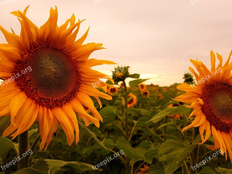 Sunflower Yellow Blossom Bloom Summer