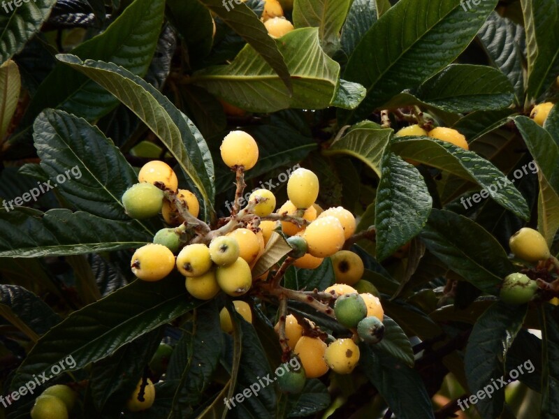 Eriobotrya Japonica Loquat Tree Fruit San Andrés Y Sauces