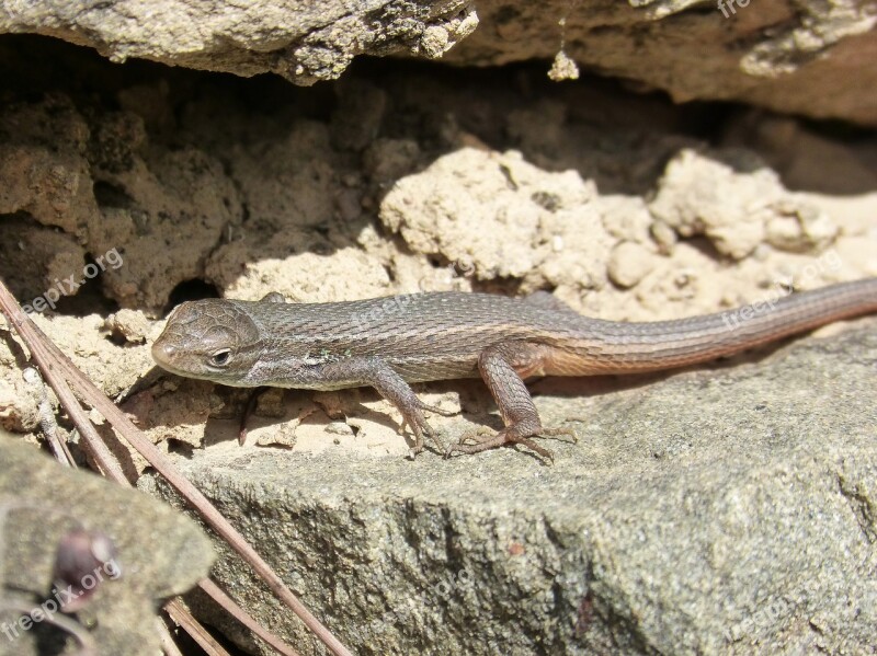 Sargantana Nature Lizard Reptilia Animalia