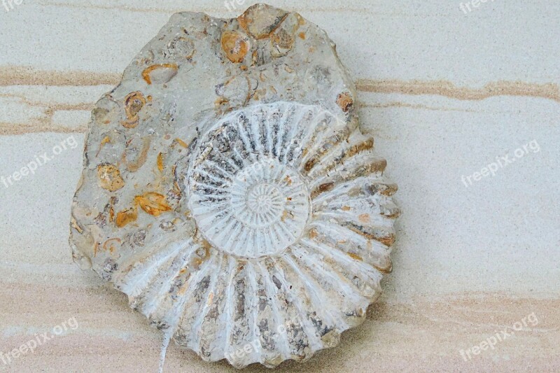 Ammonit Petrification Prehistoric Times Fossils Shell