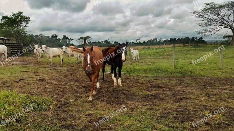 Horse Quarter Horse Cloudy Hayfield Farm