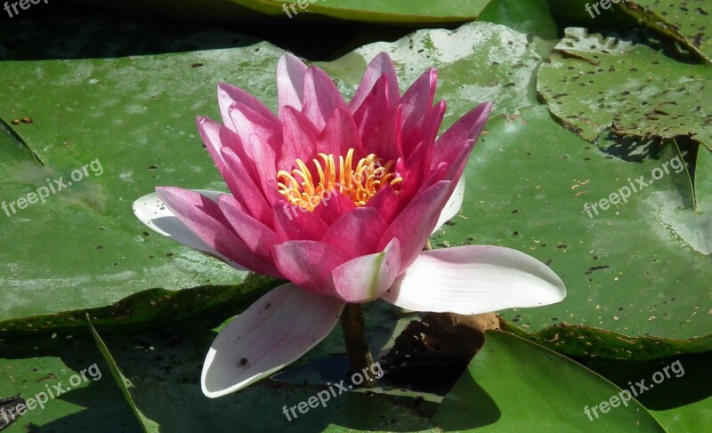 Flower Water Lily Pond Blooming Flowers Petals