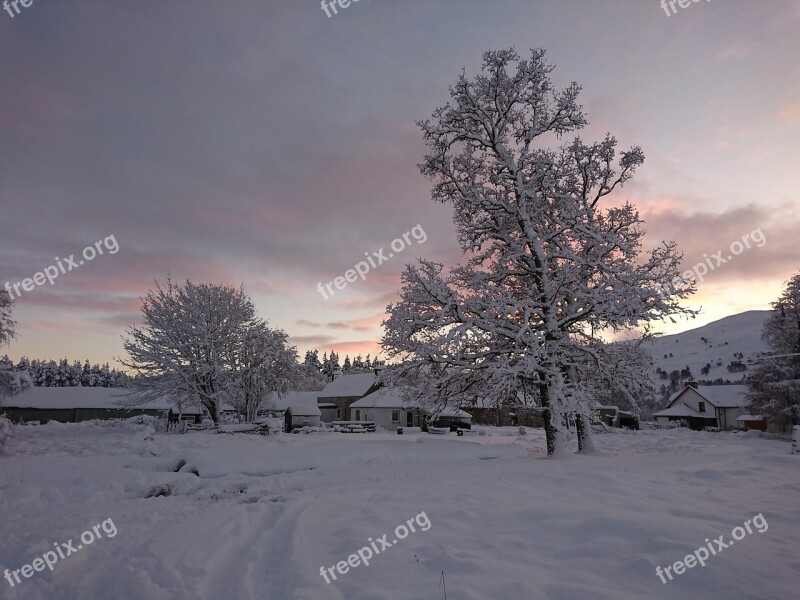 Winter Snow Cold Tree Frost