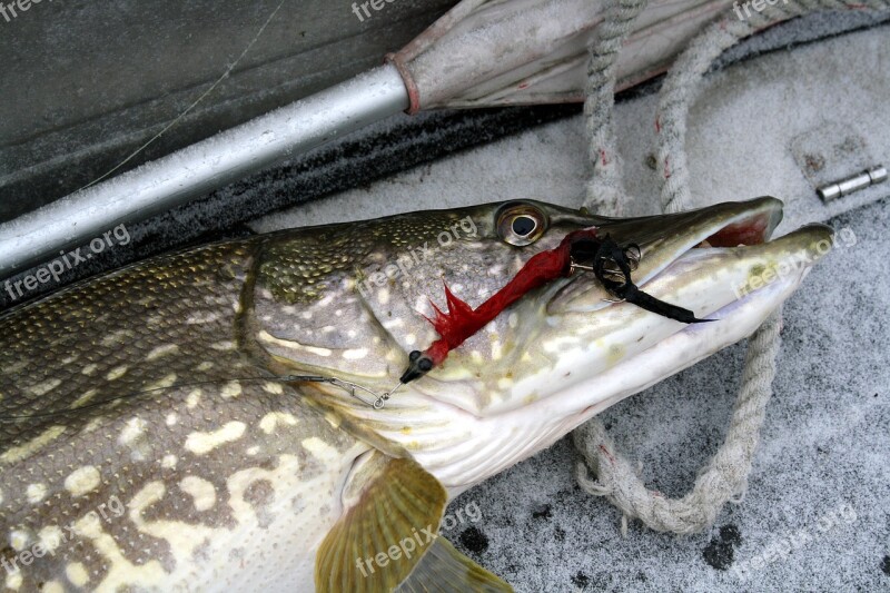 Fish Catch Food Nature Northern Pike