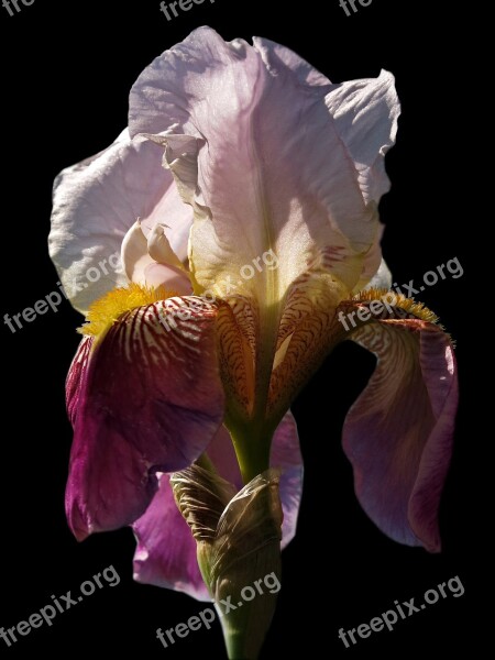 Iris Flower Blossom Bloom Schwertliliengewaechs