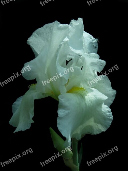 Iris High Beard Iris Blossom Bloom Close Up