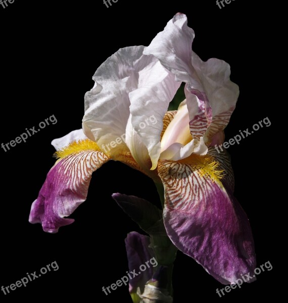 Iris Plant Bearded Iris High Beard Iris Flower