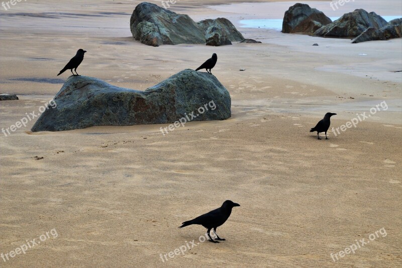 Raven Birds The Stones Beach Wind