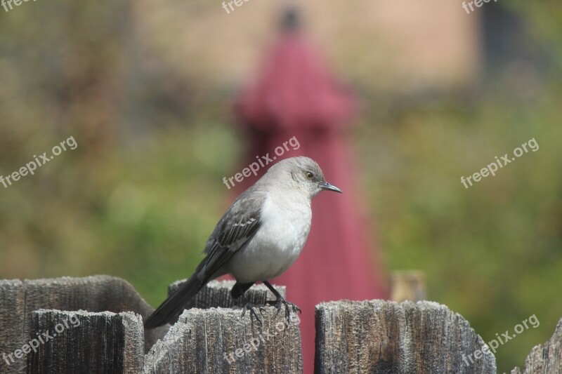 Nature Outdoors Bird Wildlife Backyard