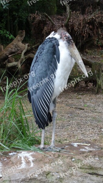 Nature Bird Animal World Animal Marabu