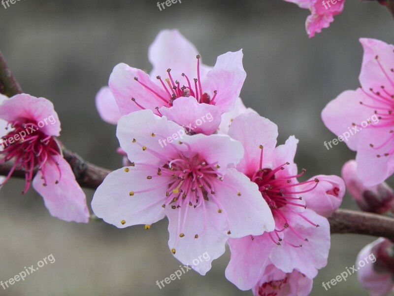 Flower Branch Plant Nature Tree