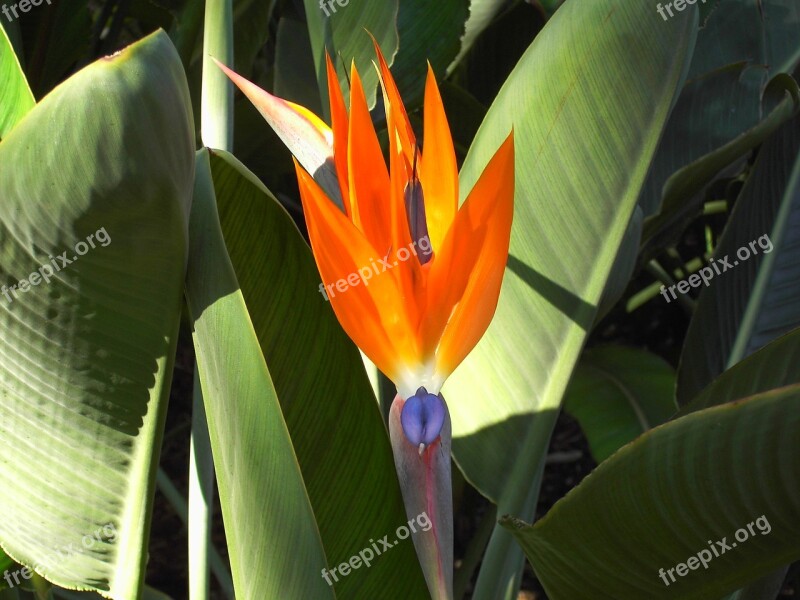 Nature Plant Bird Of Paradise Flower Blossom Bloom